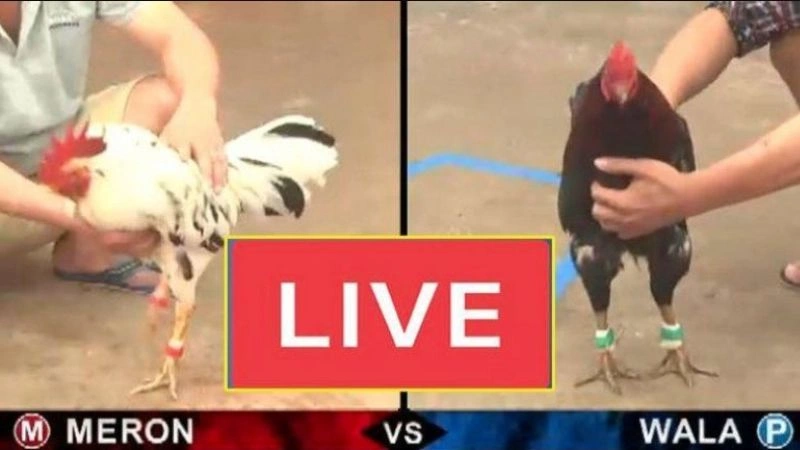 Xem đá gà cựa sắt online trên Kimsa