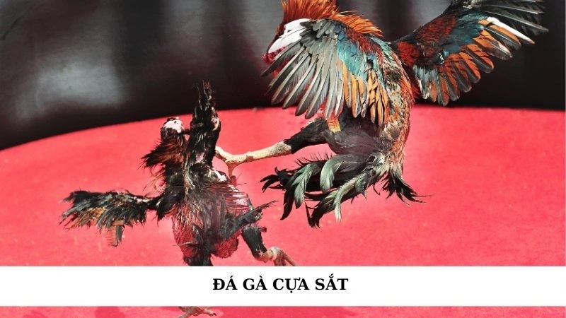 Đá gà cựa sắt