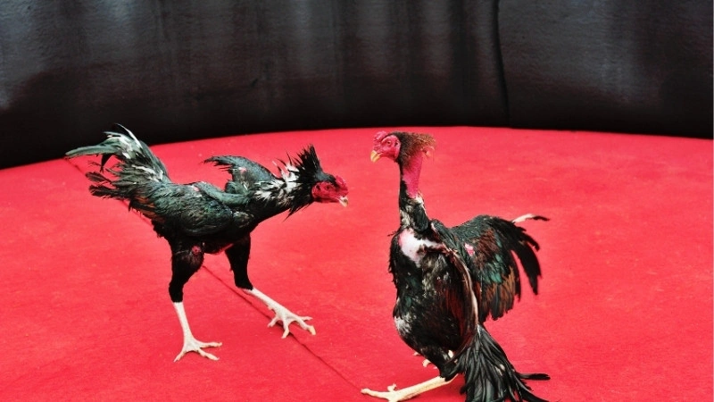 Các lịch phát diễn ra liên tục