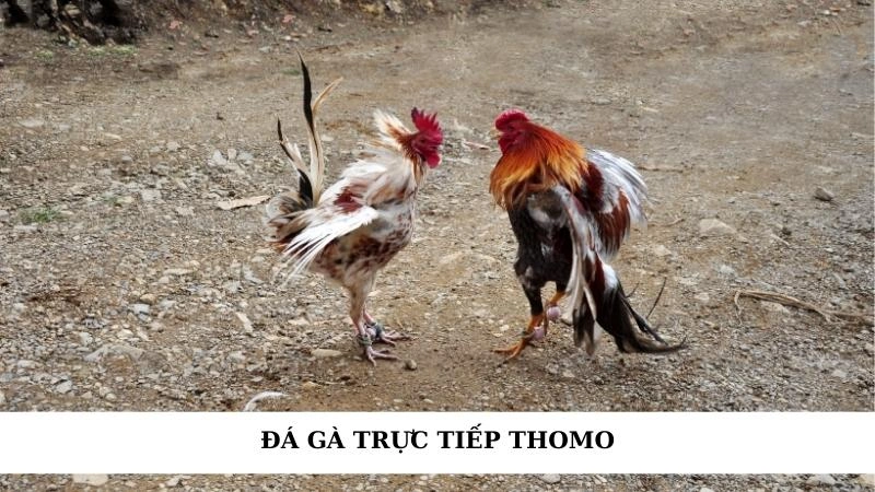 Đá gà trực tiếp Thomo
