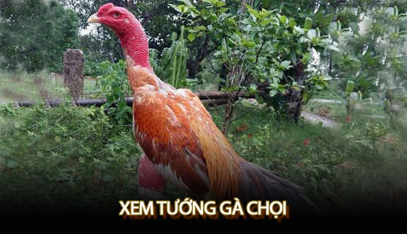 Xem tướng gà chọi